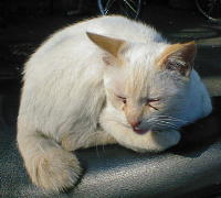 �`���C�ɂ������