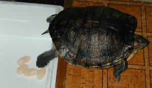 ��΃K���̎Y��