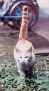 ������ߏ��̂Ԃ��L�ł�