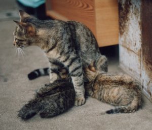 �g���Ǝq���B