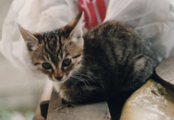 �g���̎q���ł�