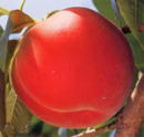 暁星(GYOSEI)