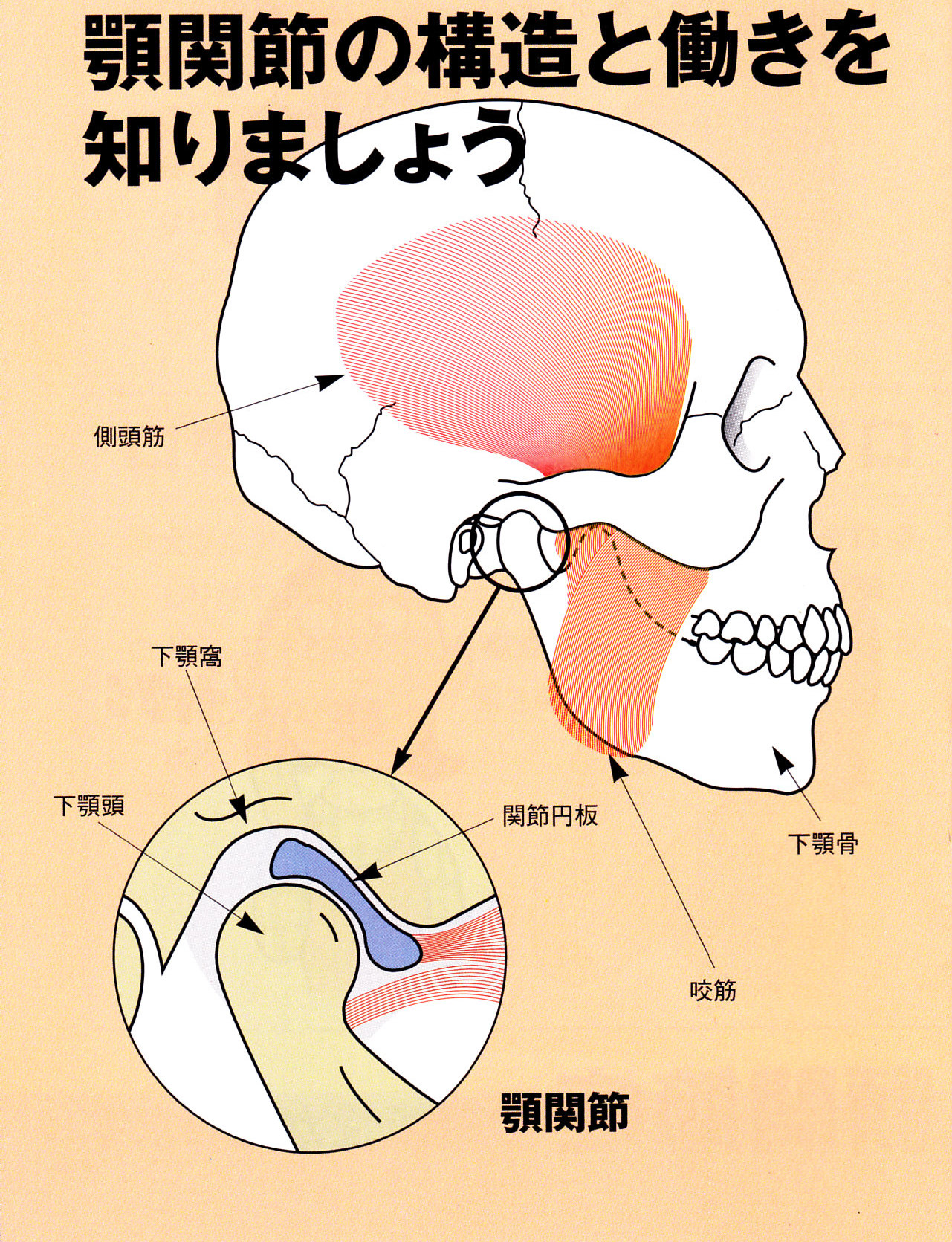 本 臨床家のための 関節ニュートラル整体 | vfv-wien.at