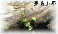 亜高山帯の植物