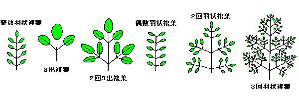 植物の用語
