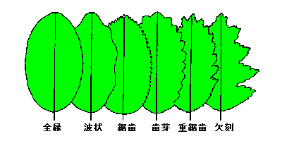 植物の用語