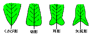 植物の用語