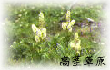 高茎草原の植物