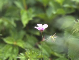 伊吹山の植物