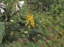 伊吹山の植物