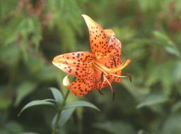 伊吹山の植物