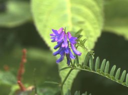 伊吹山の植物