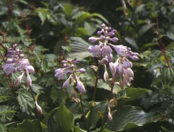 伊吹山の植物