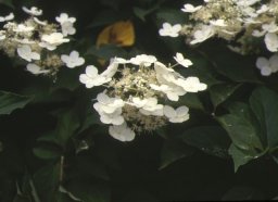 伊吹山の植物