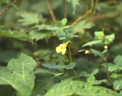 伊吹山の植物