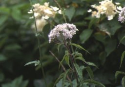 伊吹山の植物