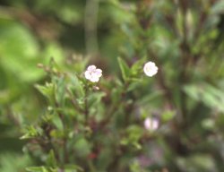伊吹山の植物