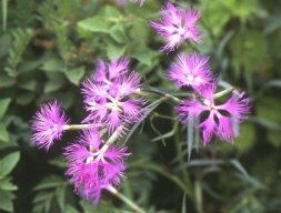 伊吹山の植物