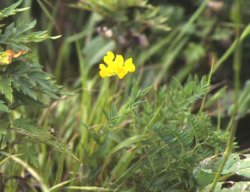 伊吹山の植物