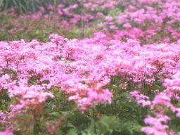 伊吹山の植物