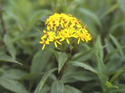 伊吹山の植物