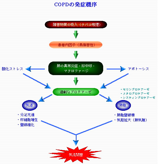 COPDの発生機序