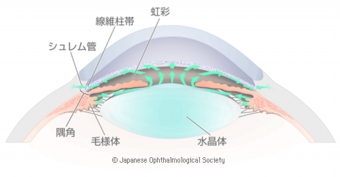 房水と眼圧について