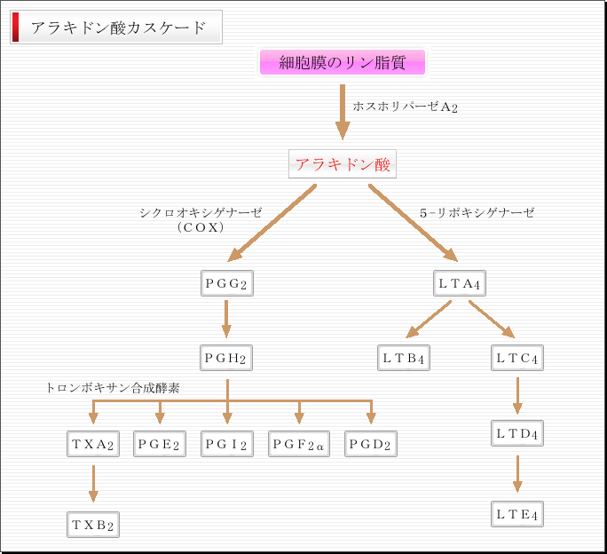 アラキドン酸カスケード