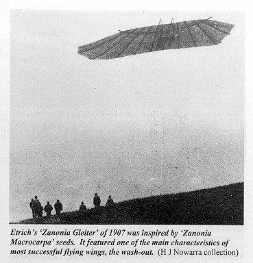 Etrich Zanonia Glider from AIR ENTHUSIAST No.64