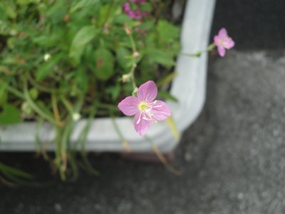EQVẼsNF̉Ԃ̉摜