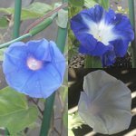 �A�T�K�I�̉Ԃ̉摜