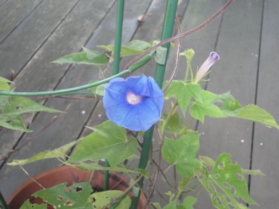 �A�T�K�I�̐��Ԃ̉摜