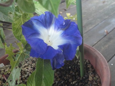 �A�T�K�I�̔Z���F�̉Ԃ̉摜