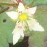 �_�C�����W�\�E�̉Ԃ̉摜