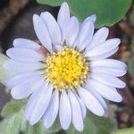 �_���}�M�N�̉Ԃ̉摜