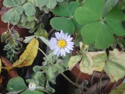 �_���}�M�N�̔����F�̉Ԃ̉摜