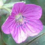 �Q���m�V���E�R�̉Ԃ̉摜