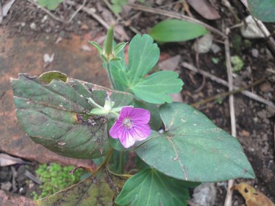 �Q���m�V���E�R�̍g���F�̉Ԃ̉摜