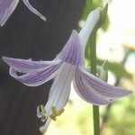 �M�{�E�V�̉Ԃ̉摜