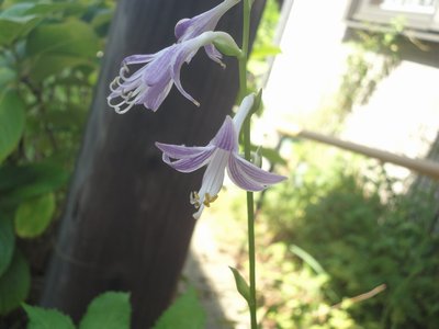 �M�{�E�V�̔����F�Ɏ��F�̋؂�����Ԃ̉摜