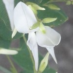 �n�M�̉Ԃ̉摜