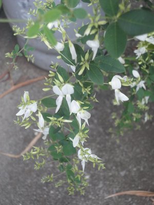 �n�M�̔����Ԃ̉摜