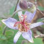 �z�g�g�M�X�̉Ԃ̉摜