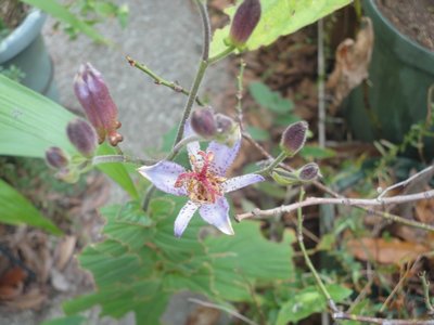 �z�g�g�M�X�̔��n�ɐԎ��F�̔��_���������Ԃ̉摜