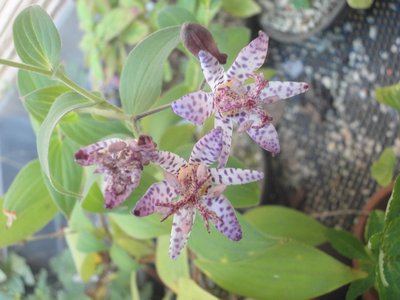 �z�g�g�M�X�̔��n�ɐԎ��F�̔��_���������Ԃ̉摜