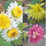 �L�N�̉Ԃ̉摜