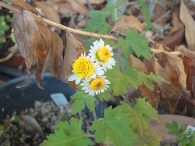 �L�N�̔��Ɖ��F�̉Ԃ̉摜