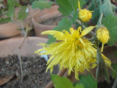 �L�N�̉��F���Ԃ̉摜