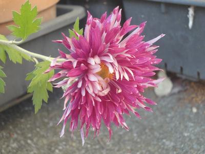 �L�N�̕\�����Ԏ��F�ŗ����������Ԃ̉摜