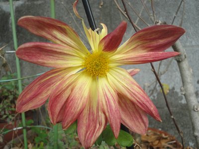 �L�N�̐Ԋ��F�Ɖ��F�̉Ԃ̉摜